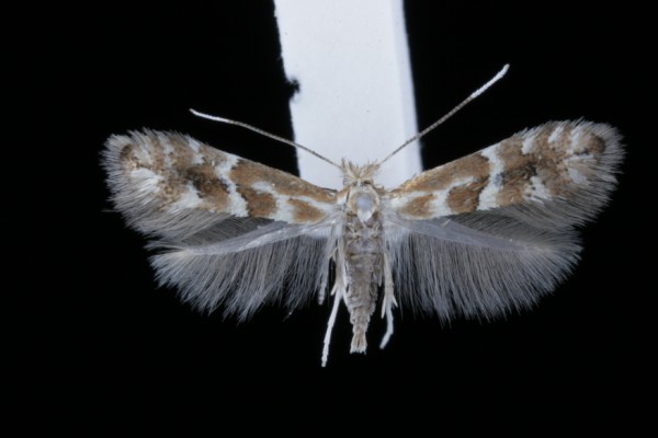 Phyllonorycter viminetorum Phyllonorycter viminetorum