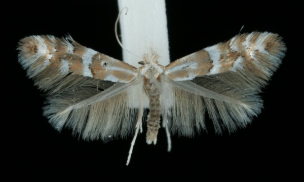Phyllonorycter hilarella Phyllonorycter hilarella