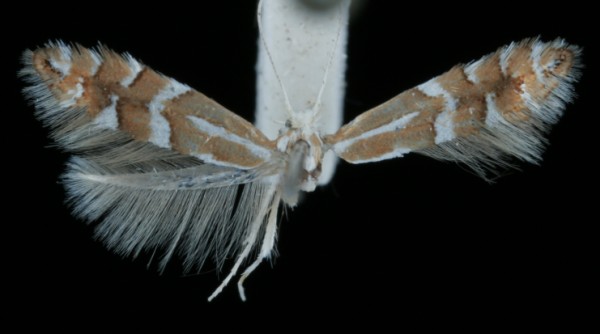 Phyllonorycter cavella Phyllonorycter cavella