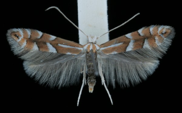 Phyllonorycter cavella Phyllonorycter cavella