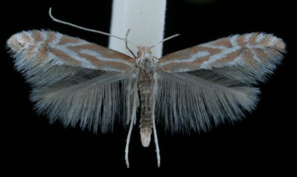 Phyllonorycter scopariella Phyllonorycter scopariella