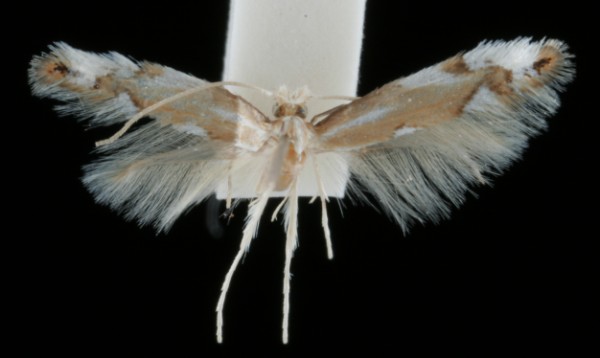 Phyllonorycter maestingella