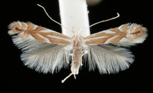 Phyllonorycter esperella Phyllonorycter esperella