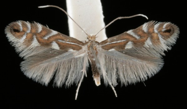 Phyllonorycter strigulatella Phyllonorycter strigulatella