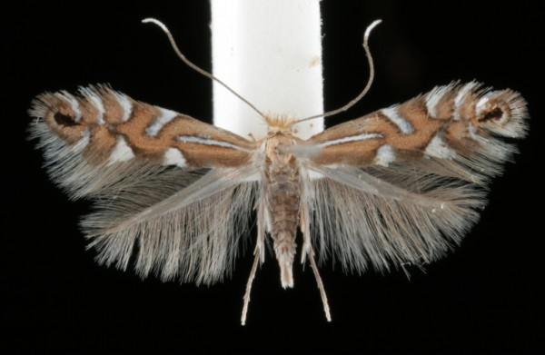 Phyllonorycter strigulatella Phyllonorycter strigulatella