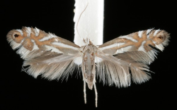 Phyllonorycter rajella