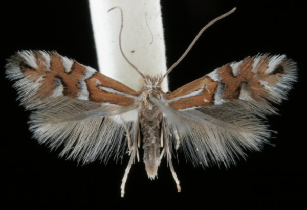 Phyllonorycter anderidae Phyllonorycter anderidae