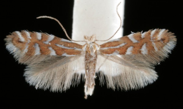 Phyllonorycter quinqueguttella Phyllonorycter quinqueguttella