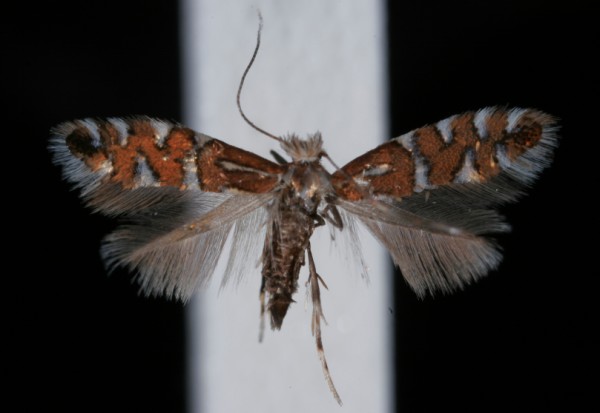 Phyllonorycter insignitella Phyllonorycter insignitella