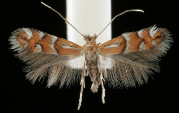 Phyllonorycter medicaginella Phyllonorycter medicaginella