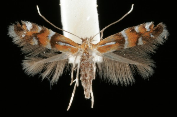 Phyllonorycter medicaginella Phyllonorycter medicaginella