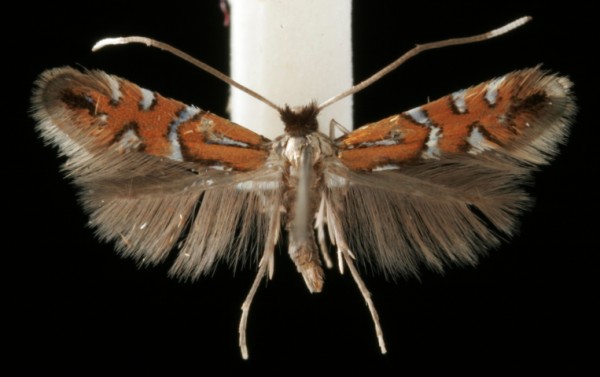 Phyllonorycter lautella Phyllonorycter lautella