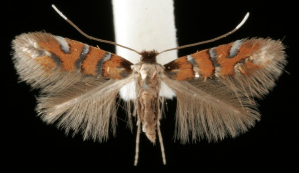 Phyllonorycter schreberella Phyllonorycter schreberella