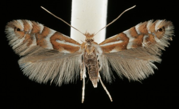 Phyllonorycter ulmifoliella Phyllonorycter ulmifoliella
