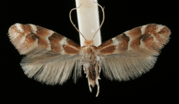 Phyllonorycter emberizaepenella Phyllonorycter emberizaepenella