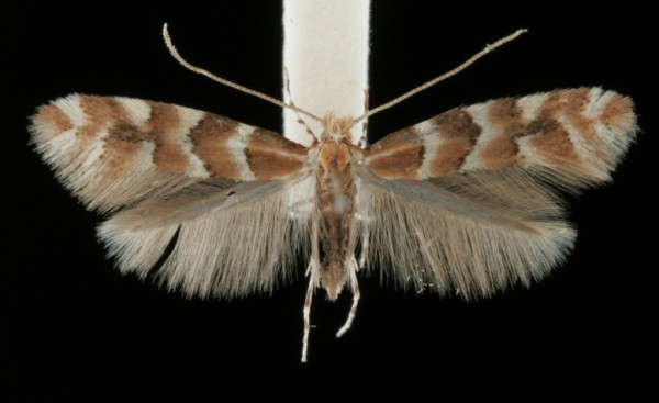 Phyllonorycter emberizaepenella Phyllonorycter emberizaepenella