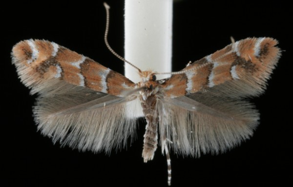 Phyllonorycter scabiosella Phyllonorycter scabiosella