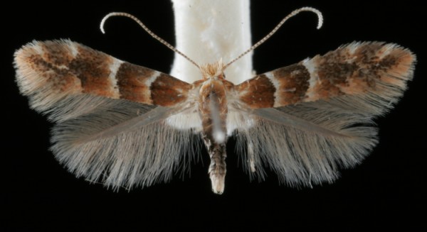Phyllonorycter tristrigella Phyllonorycter tristrigella