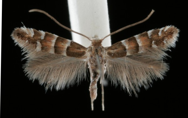 Phyllonorycter stettinensis Phyllonorycter stettinensis