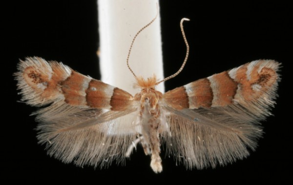 Phyllonorycter nicellii Phyllonorycter nicellii