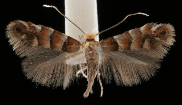 Phyllonorycter klemannella Phyllonorycter klemannella