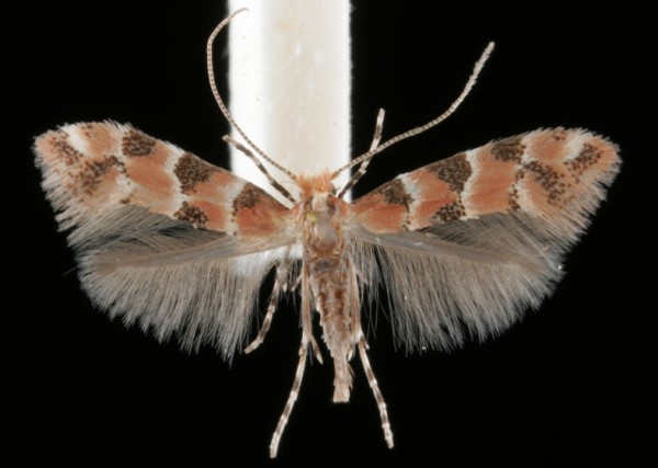 Phyllonorycter trifasciella Phyllonorycter trifasciella