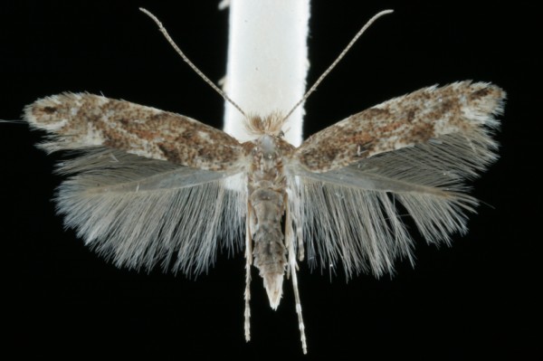 Phyllonorycter pastorella Phyllonorycter pastorella