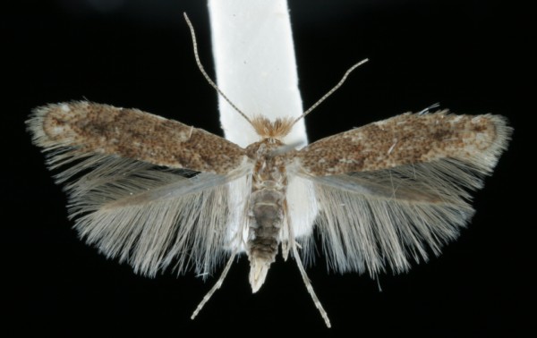 Phyllonorycter pastorella Phyllonorycter pastorella