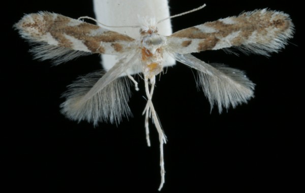 Phyllonorycter pastorella Phyllonorycter pastorella