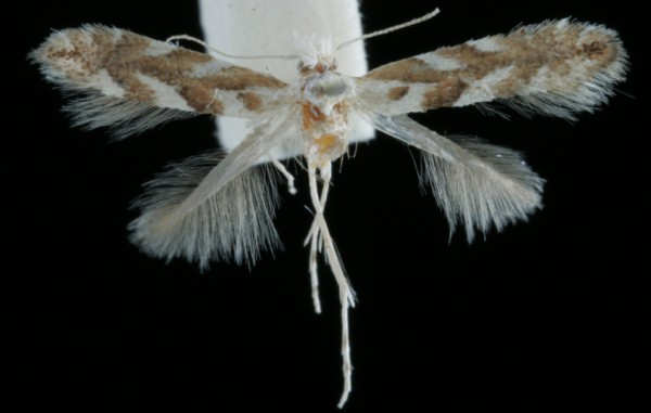 Phyllonorycter pastorella