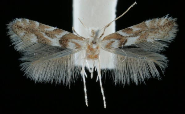 Phyllonorycter pastorella Phyllonorycter pastorella