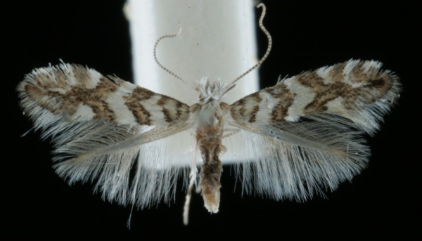 Phyllonorycter acerifoliella Phyllonorycter acerifoliella