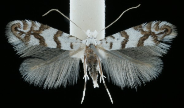 Phyllonorycter joannisi Phyllonorycter joannisi