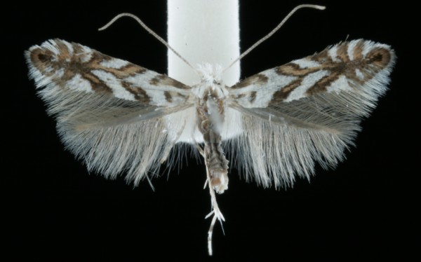 Phyllonorycter geniculella Phyllonorycter geniculella
