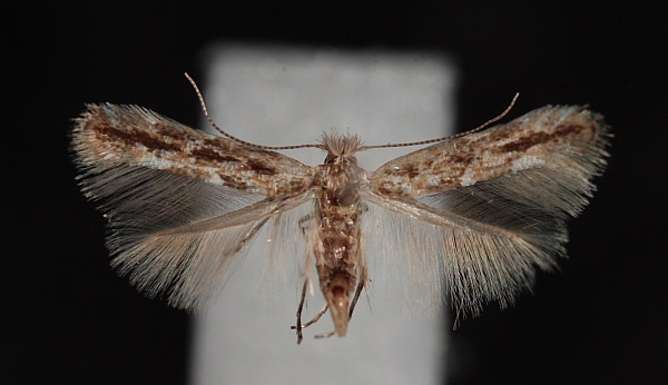 Phyllonorycter issikii Phyllonorycter issikii