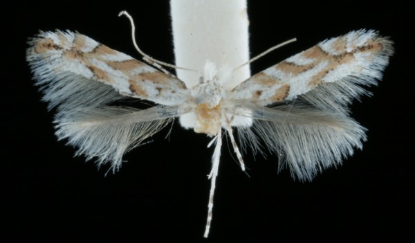 Phyllonorycter sagitella Phyllonorycter sagitella