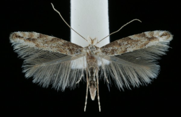 Phyllonorycter sagitella Phyllonorycter sagitella