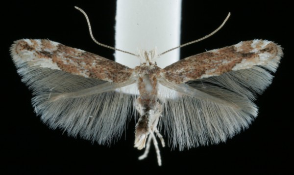 Phyllonorycter sagitella Phyllonorycter sagitella