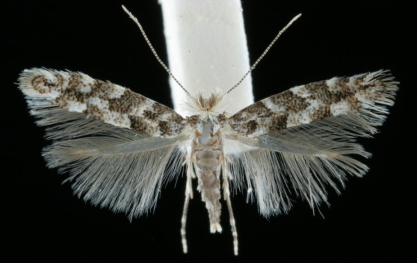 Phyllonorycter populifoliella Phyllonorycter populifoliella