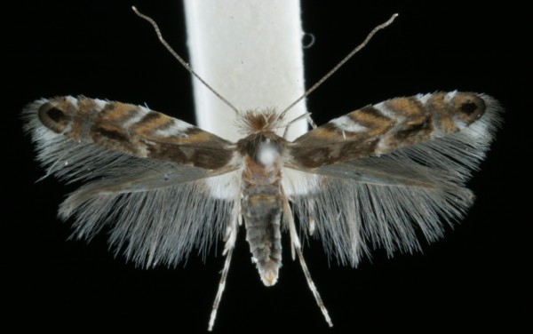 Macrosaccus robiniella Macrosaccus robiniella