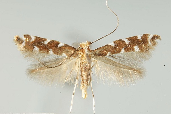 Cameraria gaultheriella Cameraria gaultheriella