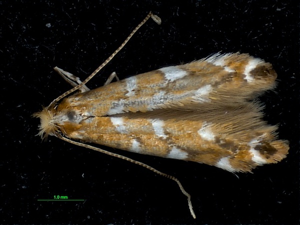 Cameraria gaultheriella Cameraria gaultheriella