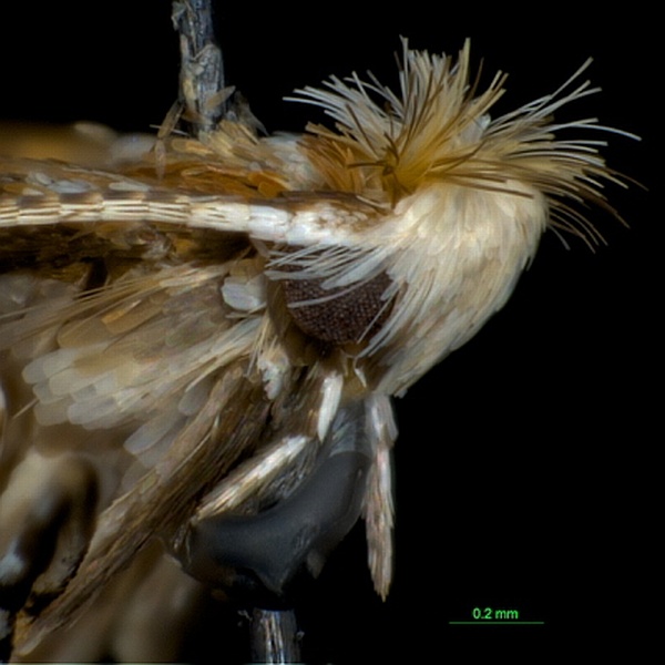 Cameraria gaultheriella Cameraria gaultheriella
