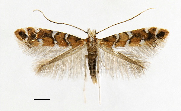 Cameraria gaultheriella Cameraria gaultheriella
