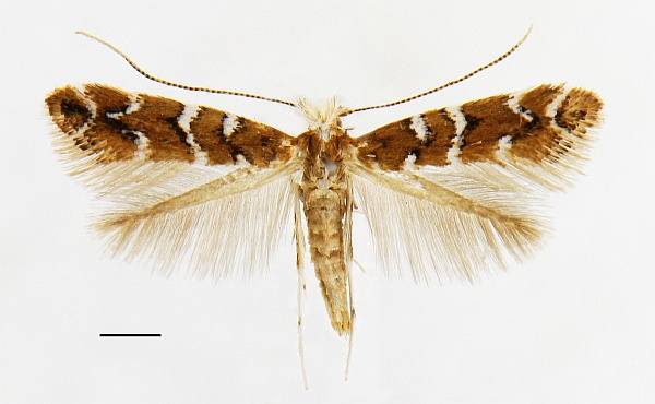 Cameraria gaultheriella Cameraria gaultheriella