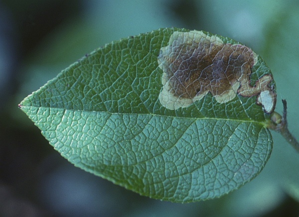 Cameraria gaultheriella Cameraria gaultheriella