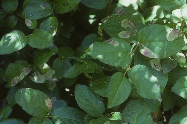 Cameraria gaultheriella Cameraria gaultheriella