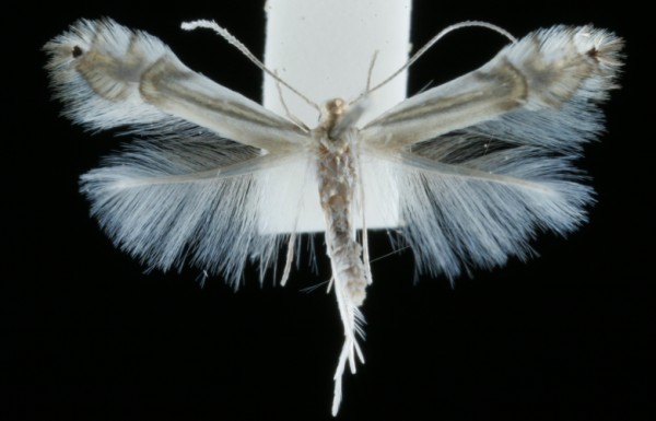 Phyllocnistis saligna Phyllocnistis saligna