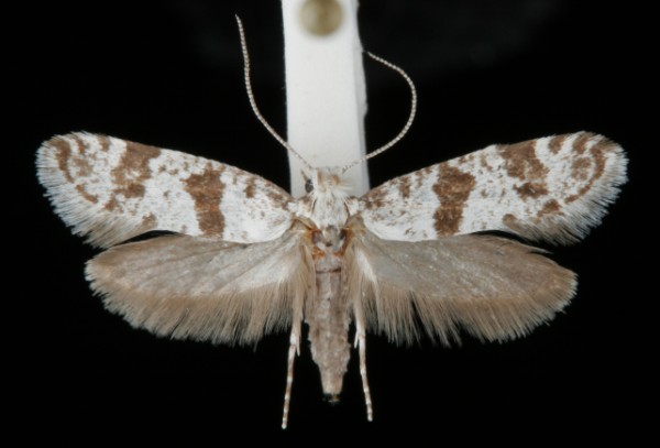 Scythropia crataegella Scythropia crataegella
