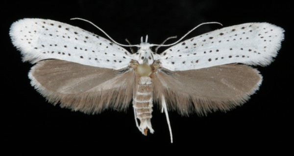 Yponomeuta evonymella Yponomeuta evonymella